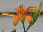 Tiger-Lilies Blooming