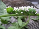 Organic Pest Control and Tomato Hornworms
