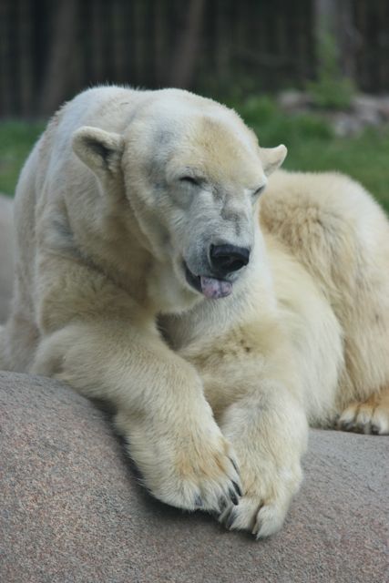 polar bear sticking out tongue