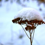 flower in snow