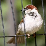 sparrow on fence