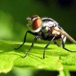 fly macro