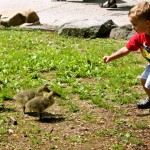 boy feeding geese