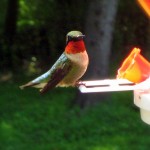 ruby-throated hummingbird