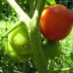 garden green tomatoes