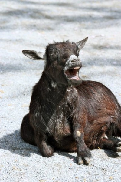 braying donkey