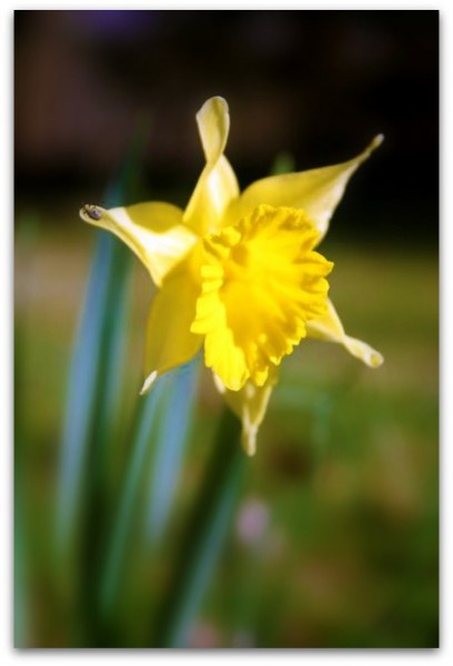 single yellow daffodil