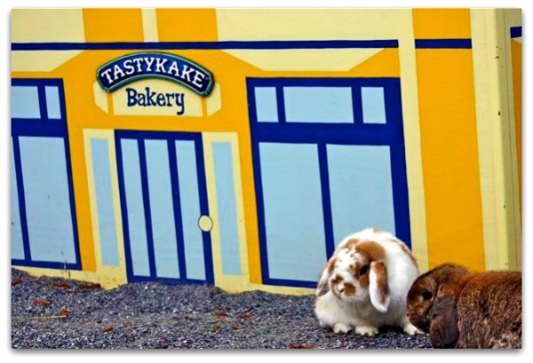 bunnies at Tastykake factory