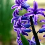 hyacinths