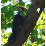 pileated woodpecker