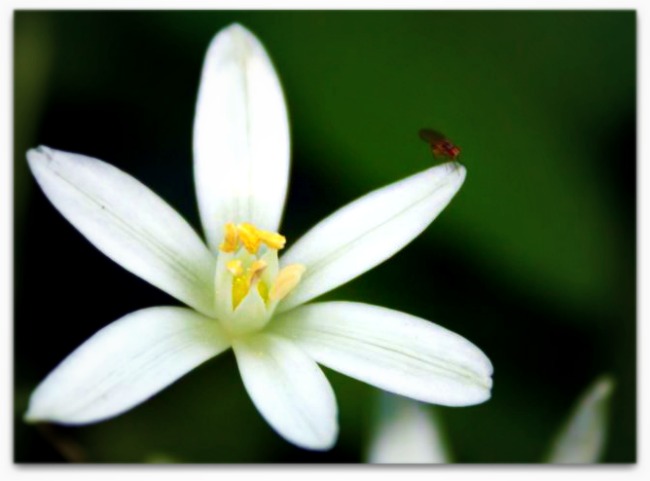 star of bethlehem flower