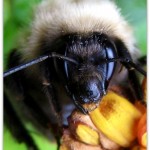 bee on flower