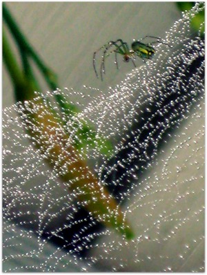 green spider on web