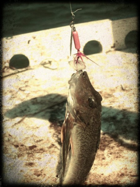 caught fish