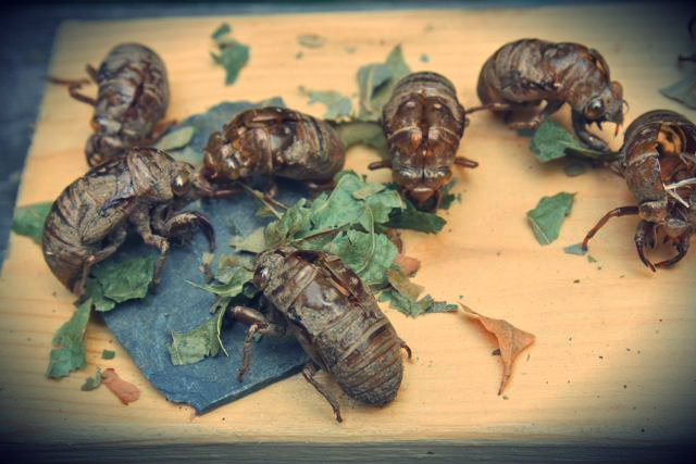 cicada skins