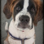 st bernard puppy