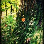 mossy tree