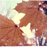 leaves
