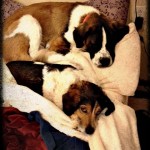 lay down with dogs...