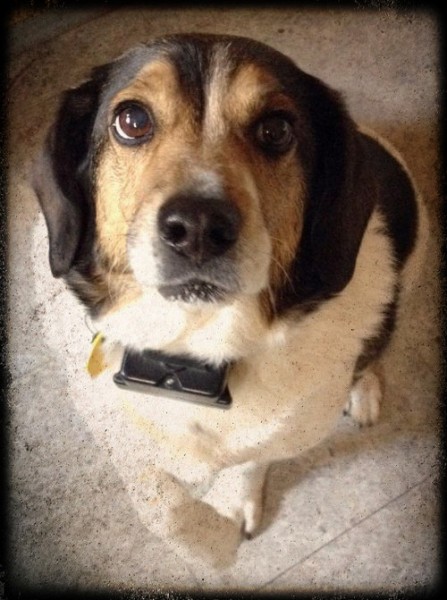 beagle begging for treat