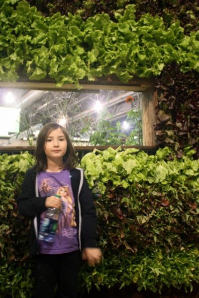lettuce wall