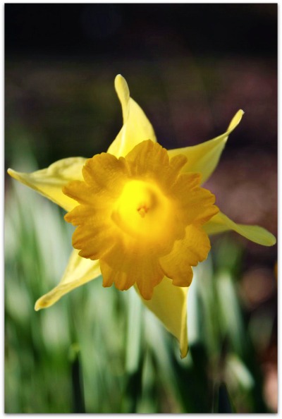 daffodil lit from within