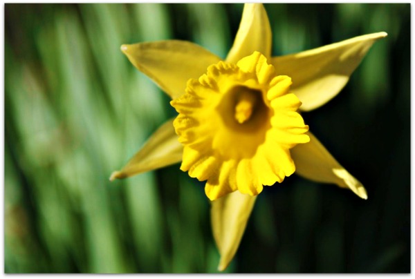 daffodil 2012