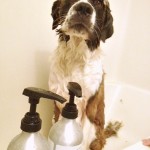 dog getting a bath