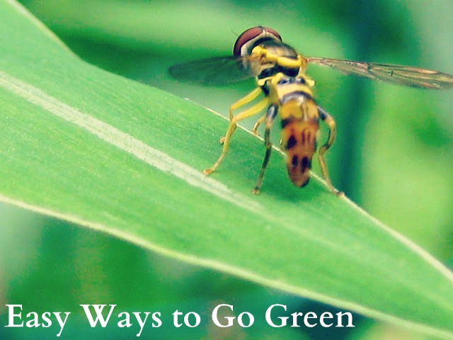 easy ways to go green