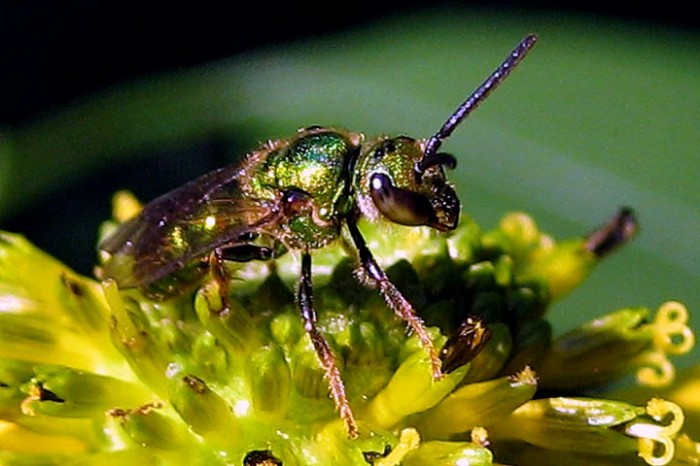 green bee