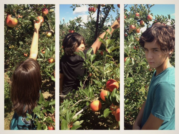 pick your own apples 