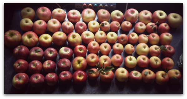 variety of apples