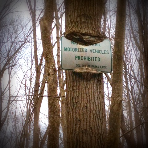 tree sign