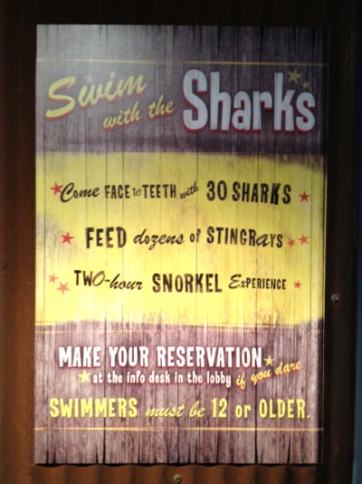 swim with sharks