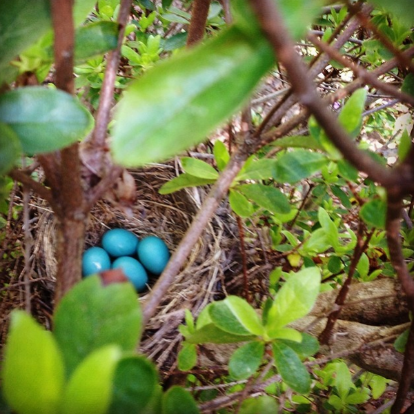 robins eggs in nest
