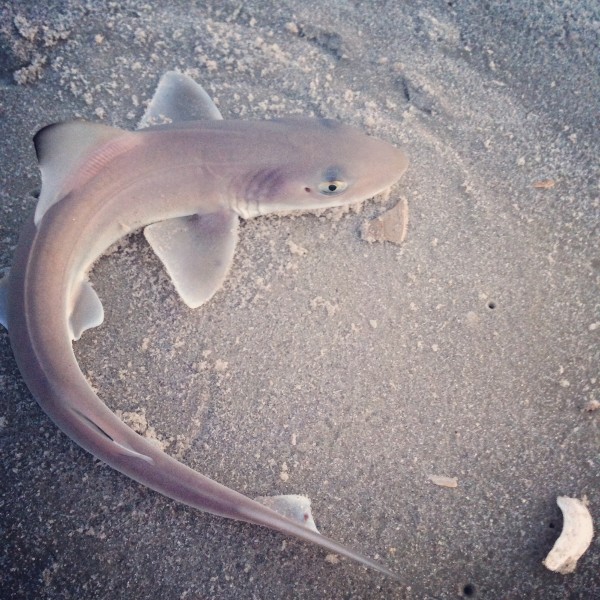 beached shark