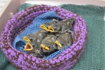 Calling Crafty People: Crochet or Knit Nests for Wildlife