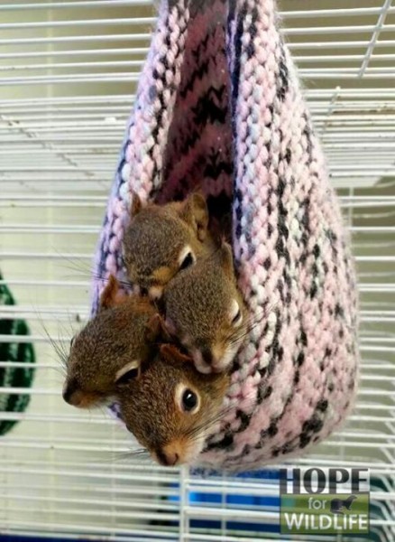 knitted and crocheted nests for wildlife