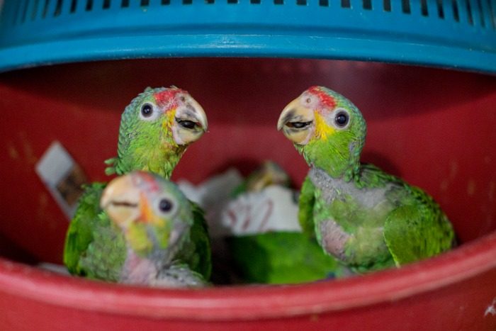 Rescued baby parrots © Anna Place/BBC