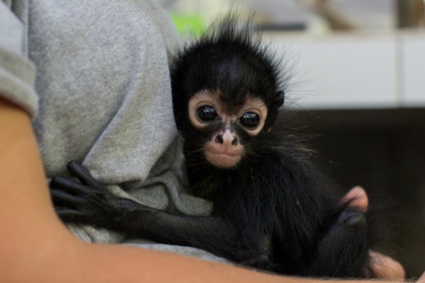 Baby spider monkey being held © Anna Place/BBC