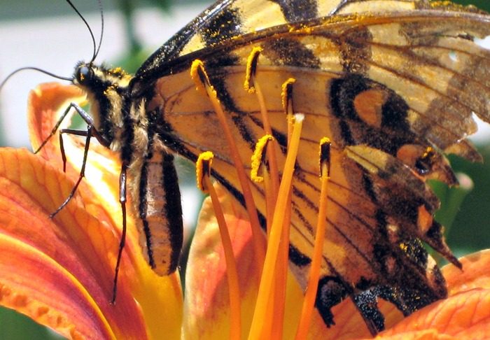 butterfly in pollen
