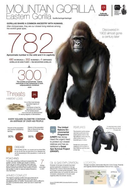 gorilla infographic
