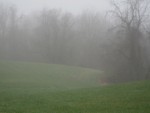 Misty Meadow Morning