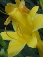 The Daylilies are Beginning to Bloom