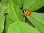 Maverick Elton, Backyard Naturalist: Ladybugs