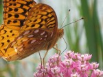 Maverick Elton, Backyard Naturalist (by Maverick) — Butterfly and Moth Edition