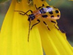 Cucumber Beetles: Wolves in Ladybugs’ Clothing