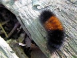 Woolly Bear, Woolly Bear, How Cold Will It Be?