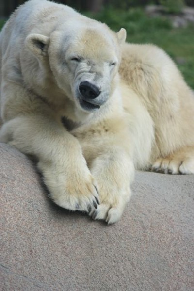 polar bear wrinkling nose
