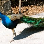 peacock-philadelphia-zoo